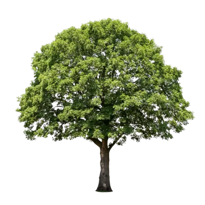 Large Deciduous Tree Isolated On White Background