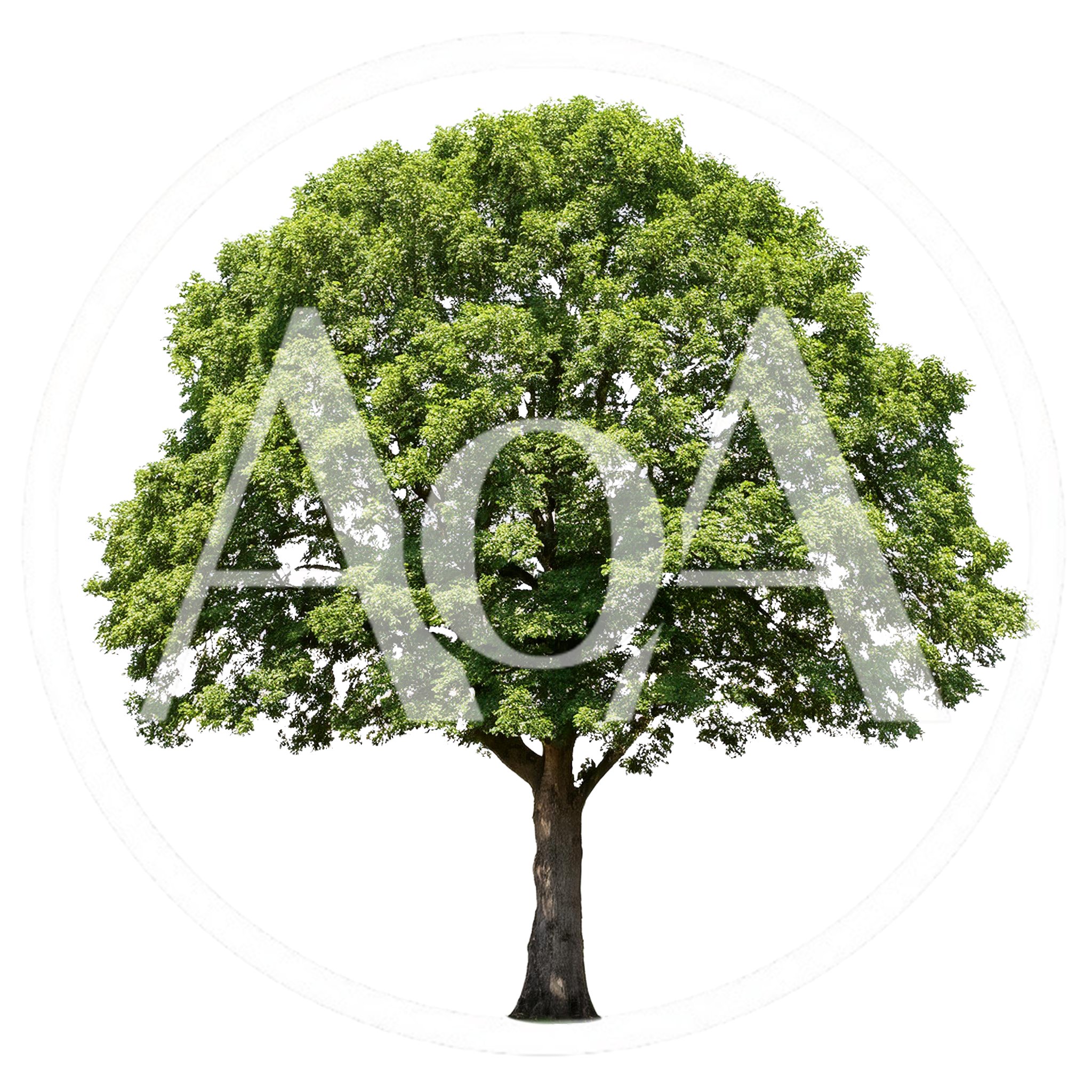 Large Deciduous Tree Isolated On White Background
