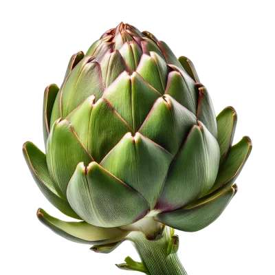 Fresh Whole Globe Artichoke Isolated On White Background