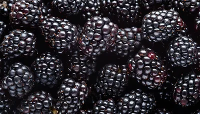 Fresh Ripe Blackberries Close Up Background