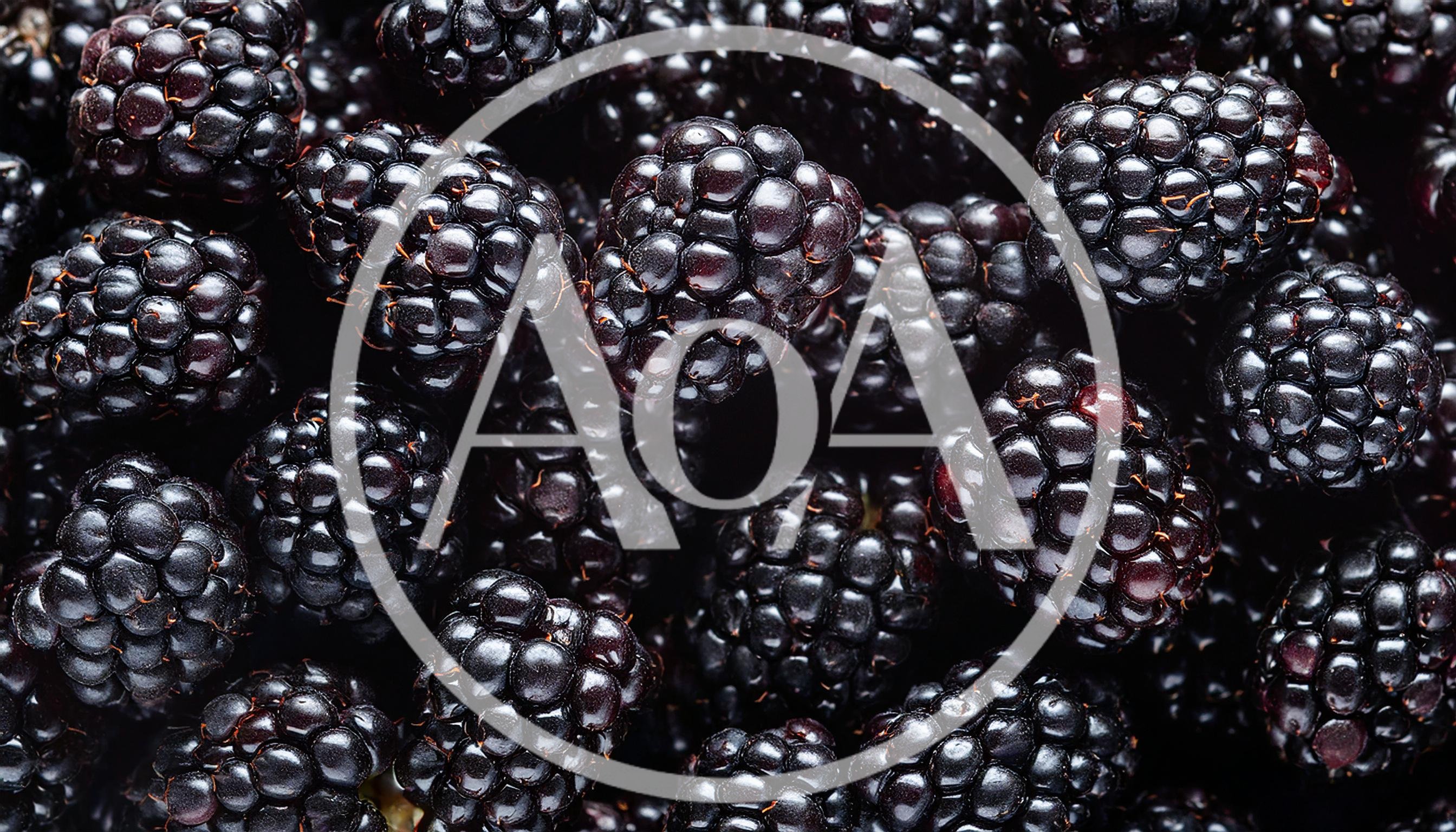 Fresh Ripe Blackberries Close Up Background