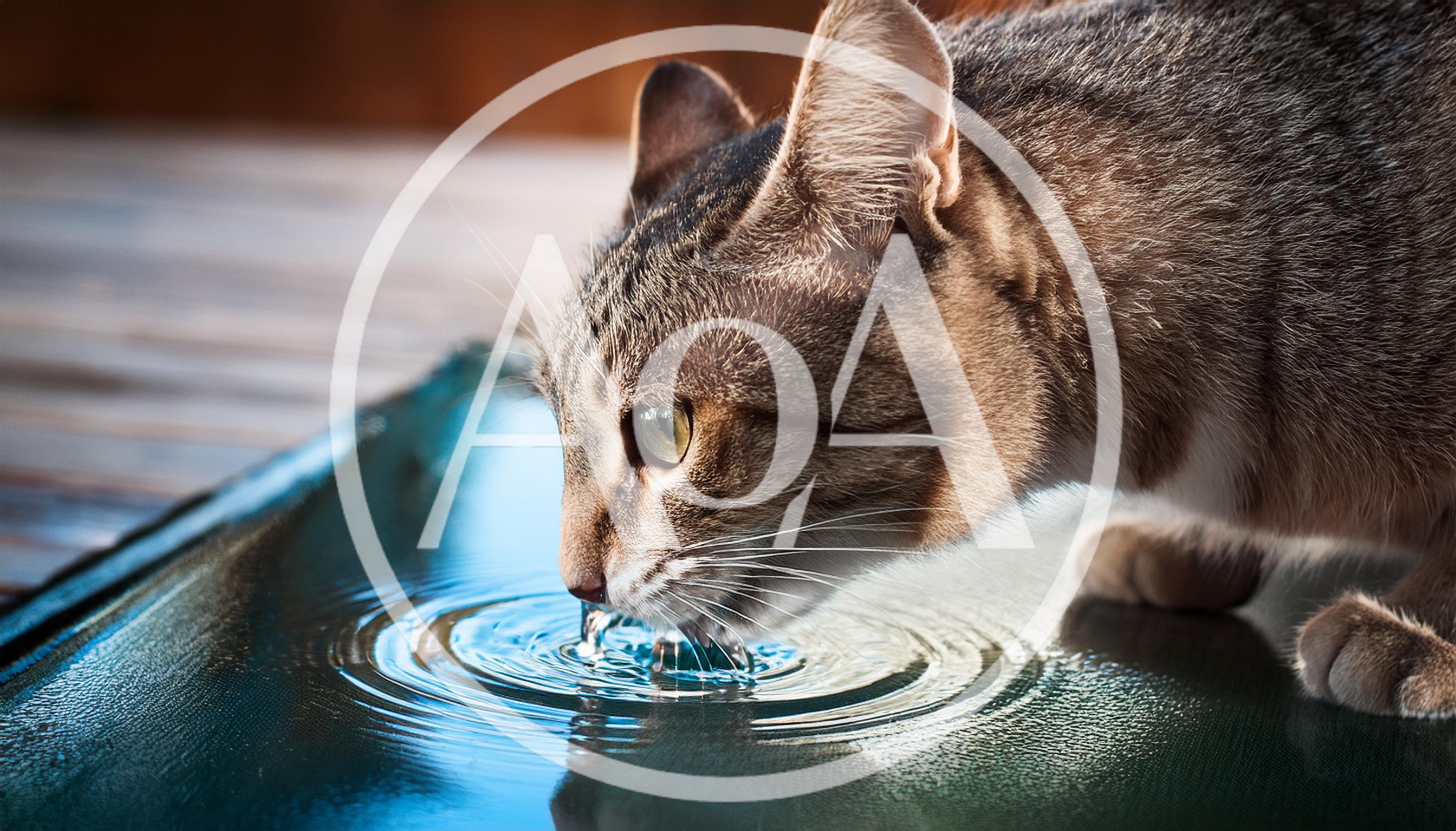 Tabby Cat Drinking Water From A Shallow Pool