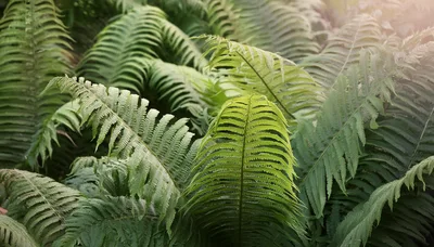 Lush Green Fern Fronds In A Forest Setting