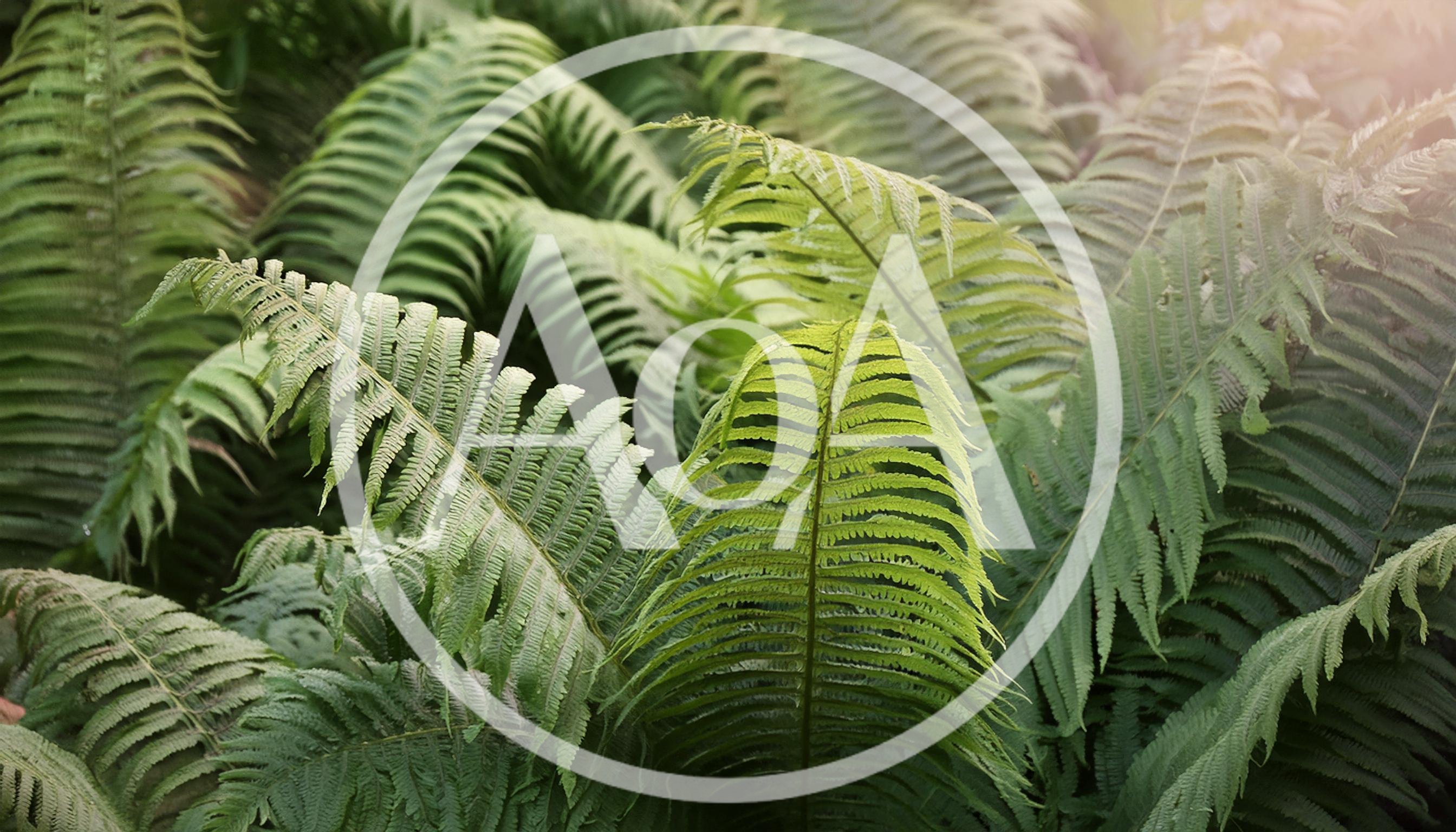 Lush Green Fern Fronds In A Forest Setting