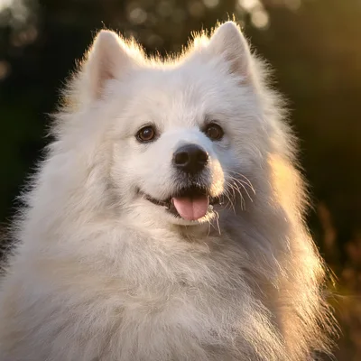 Portrait Of A Fluffy White Samoyed Dog