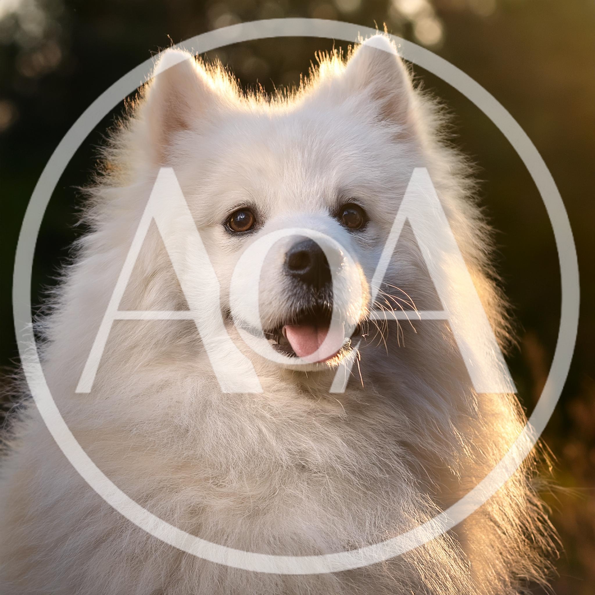 Portrait Of A Fluffy White Samoyed Dog