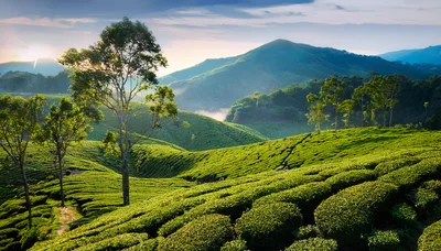 Lush Green Tea Plantation Hills At Sunrise