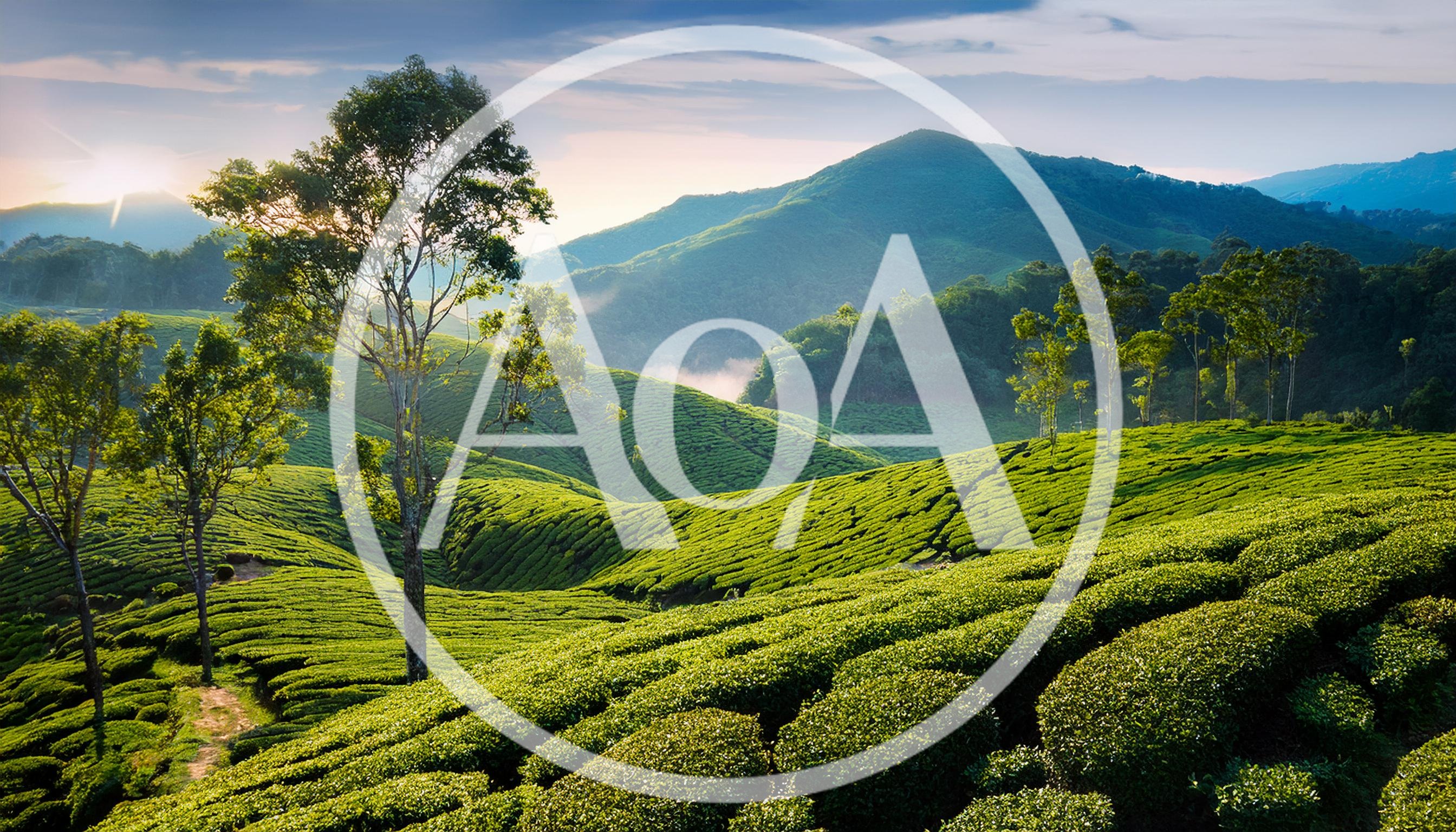 Lush Green Tea Plantation Hills At Sunrise