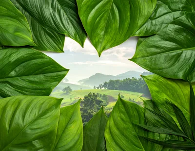 Heart Shaped Frame Made Of Tropical Green Leaves