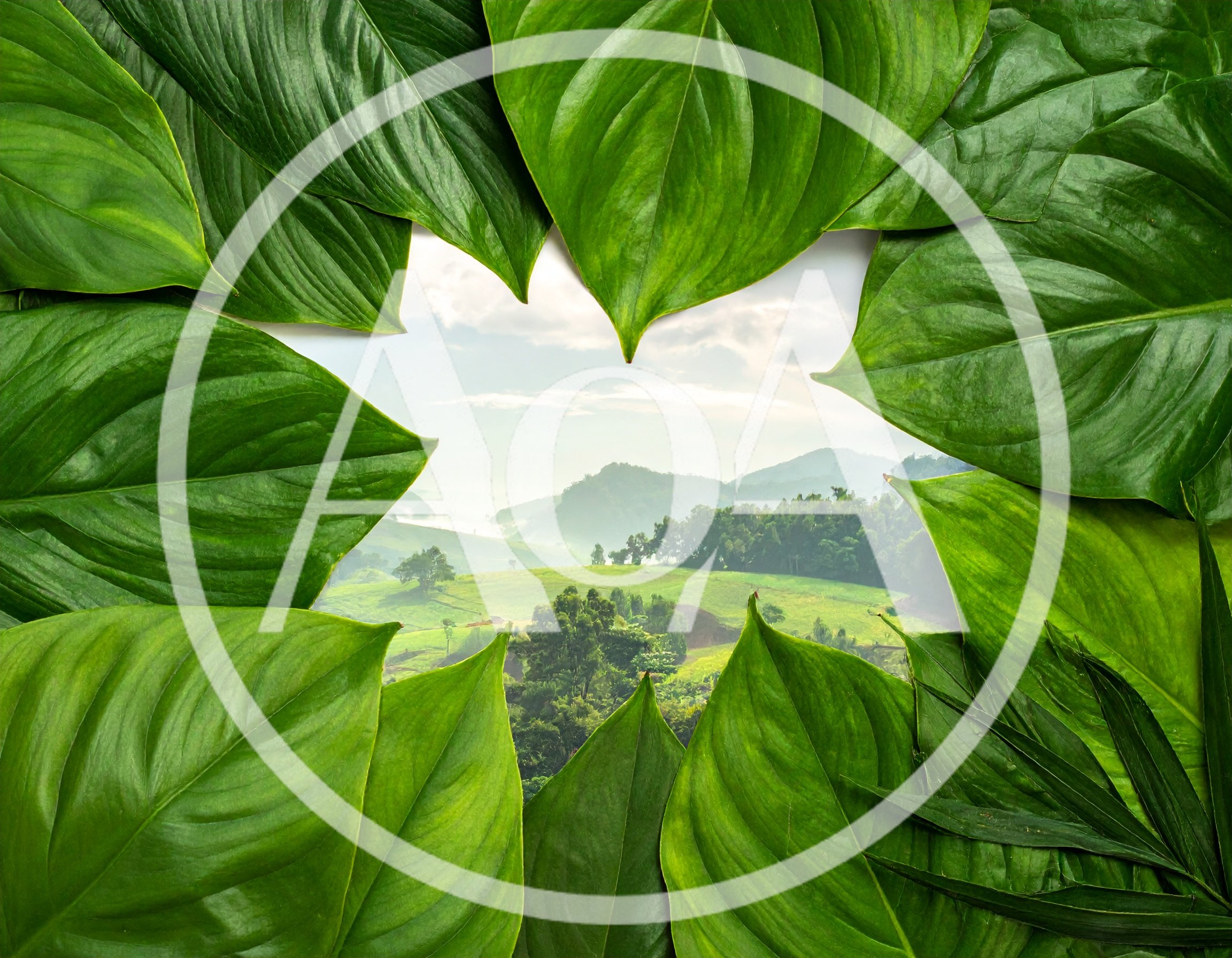 Heart Shaped Frame Made Of Tropical Green Leaves