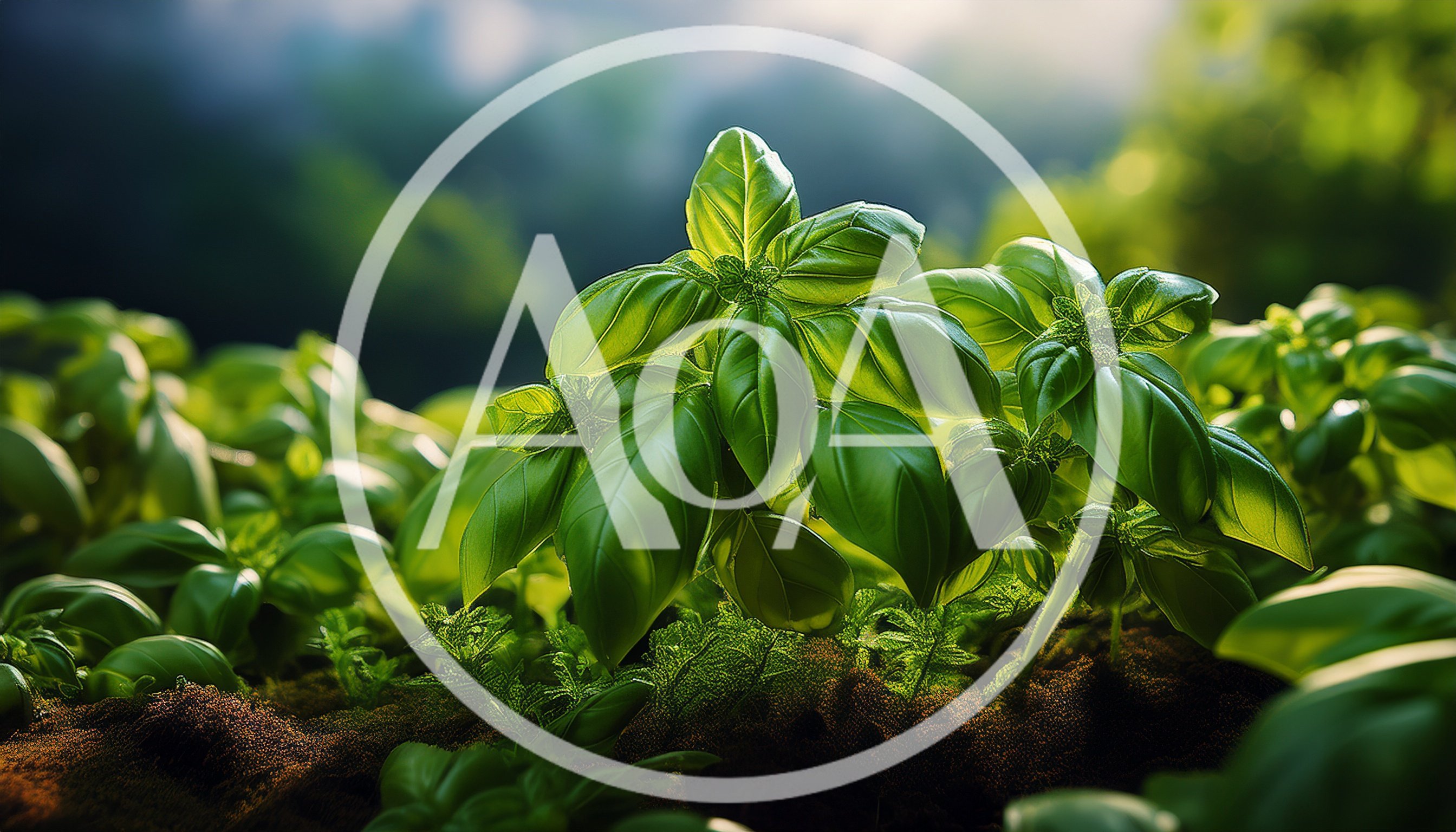Fresh Green Basil Plants Growing In Garden Soil