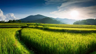 Golden Rice Terraces Under A Bright Morning Sun