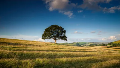 Solitary Oak Tree Standing In A Golden Meadow