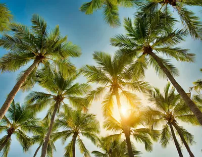 Low Angle View Of Tropical Palm Trees
