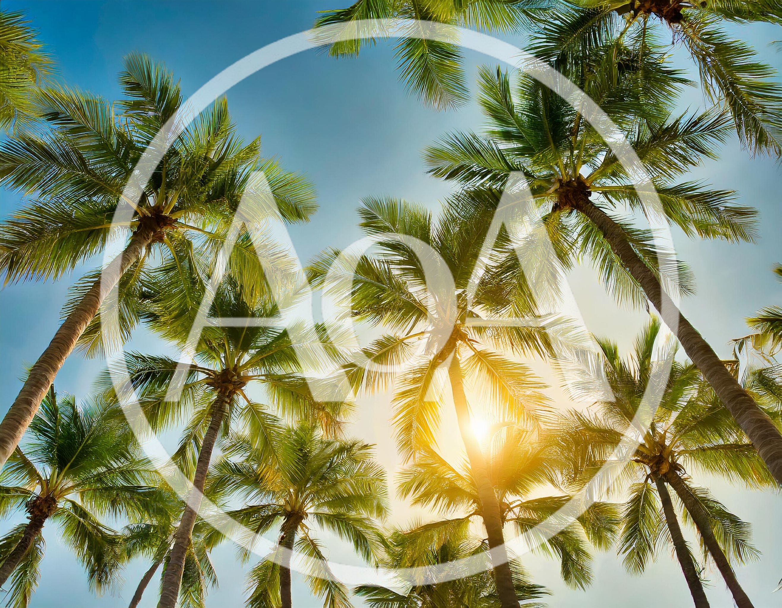 Low Angle View Of Tropical Palm Trees