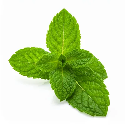 Fresh Green Mint Leaves Isolated On White Background