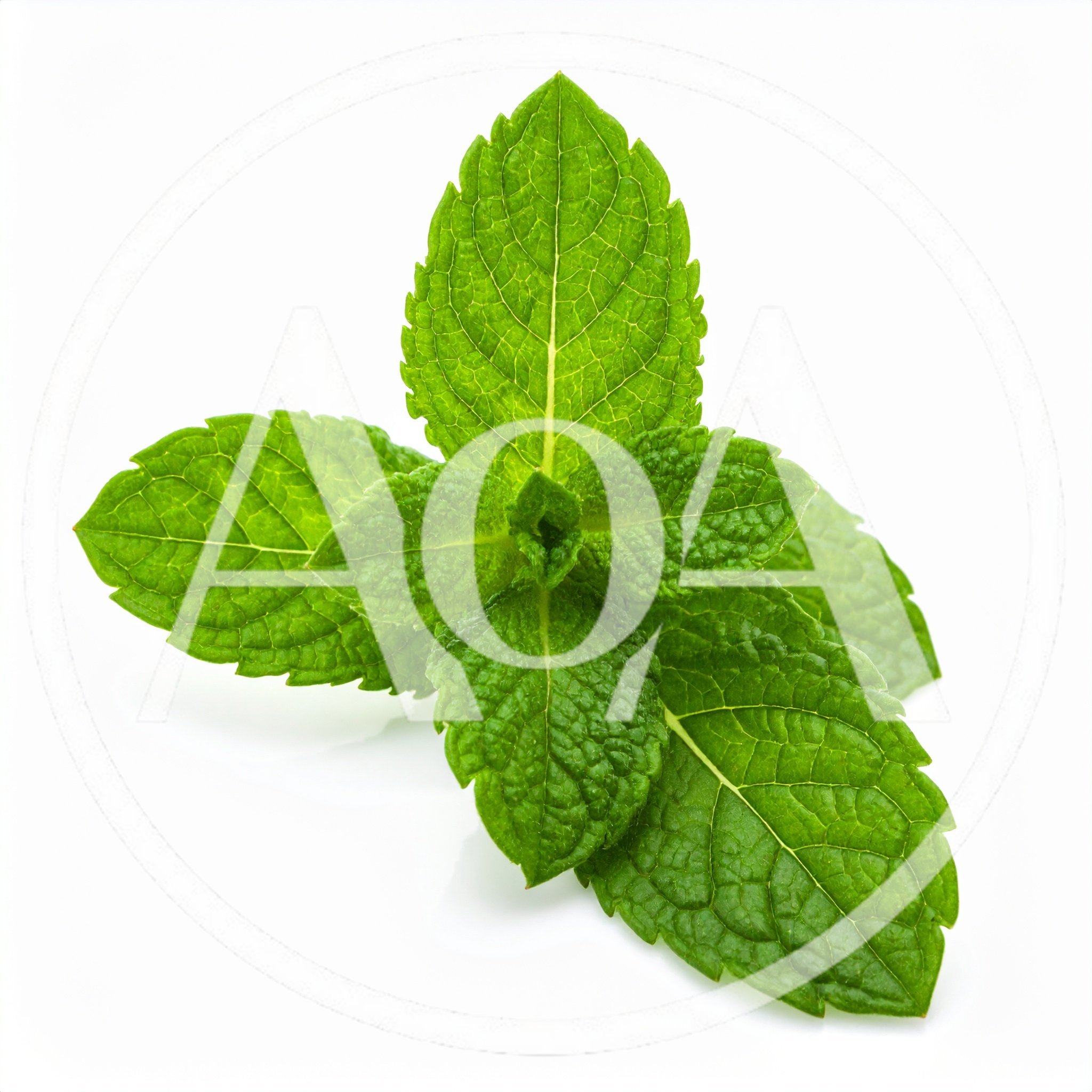 Fresh Green Mint Leaves Isolated On White Background