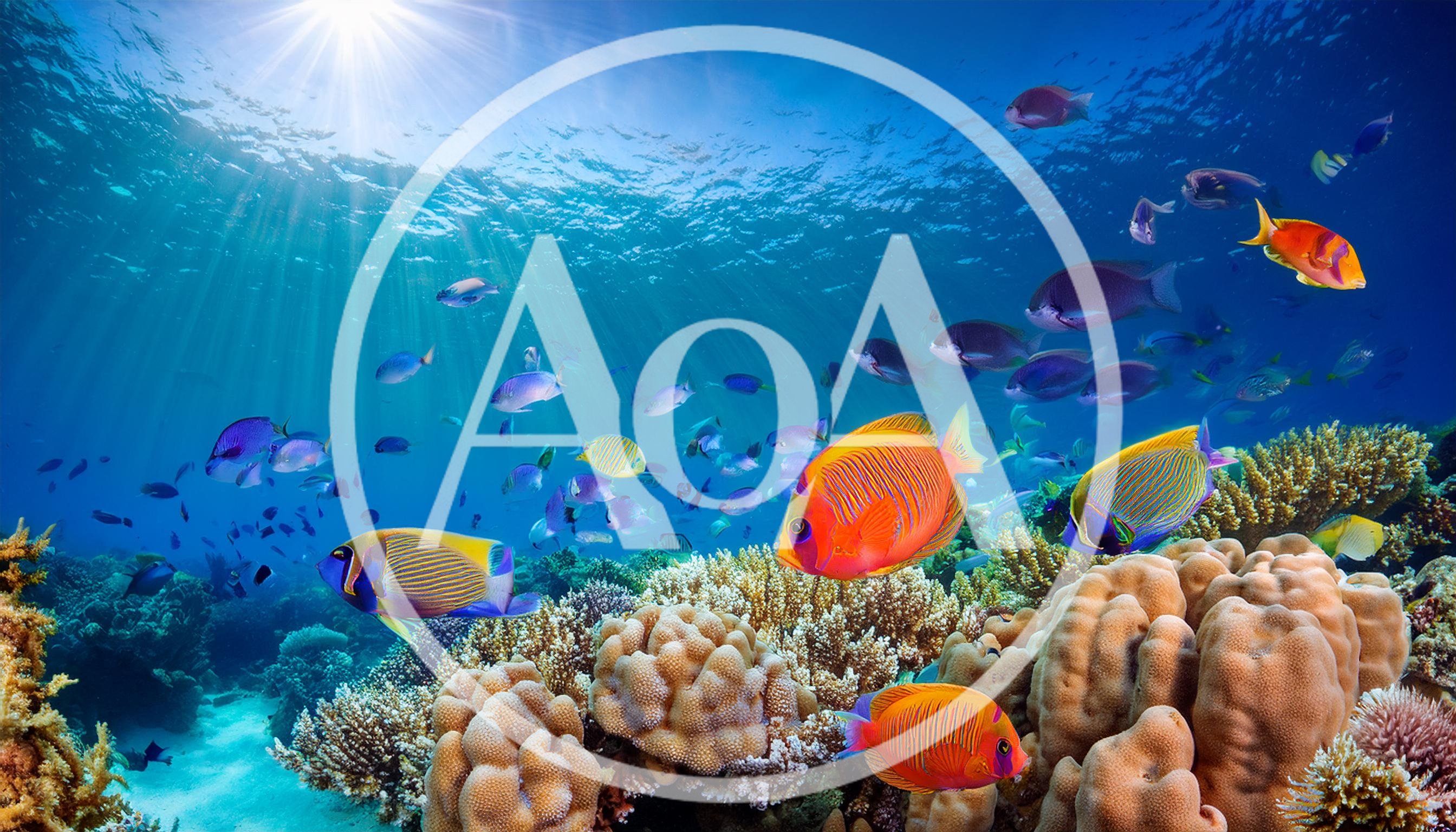 Vibrant Tropical Fish Swimming Over A Coral Reef