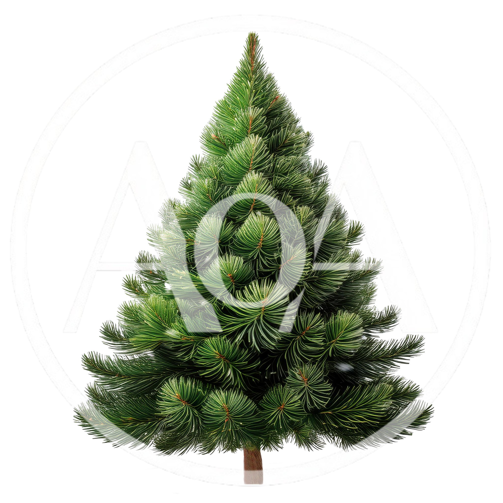 Isolated Lush Green Christmas Tree On White Background