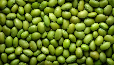 Close Up Of Fresh Green Edamame Soybeans