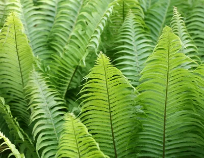 Lush Green Fern Fronds In A Forest Setting