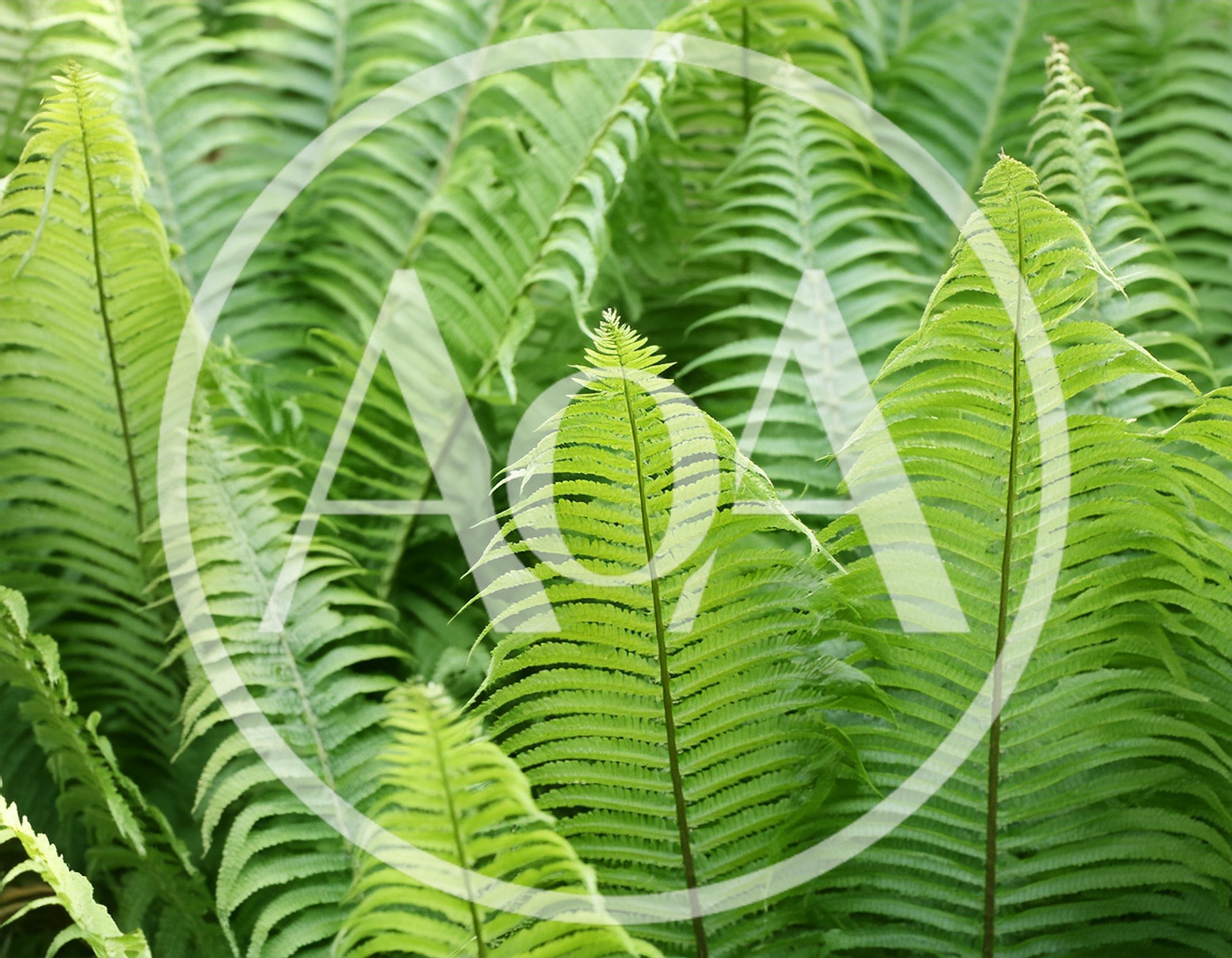Lush Green Fern Fronds In A Forest Setting