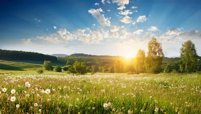 Dandelion Field Under A Golden Sunset