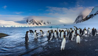 King Penguins Walking Along A Snowy Antarctic Shoreline