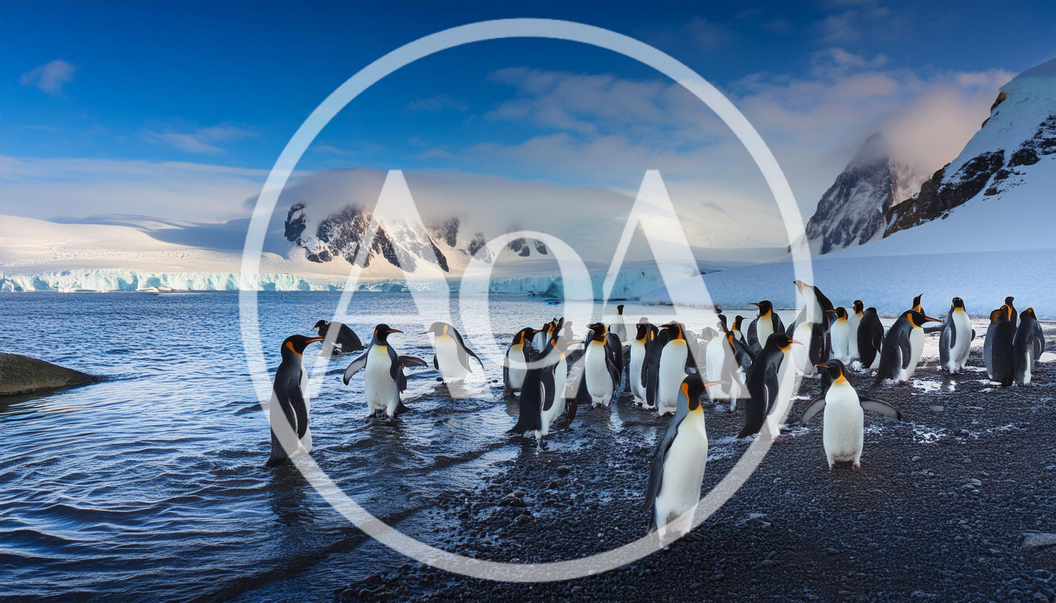 King Penguins Walking Along A Snowy Antarctic Shoreline