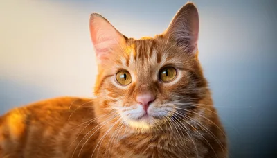 Portrait Of A Ginger Tabby Cat