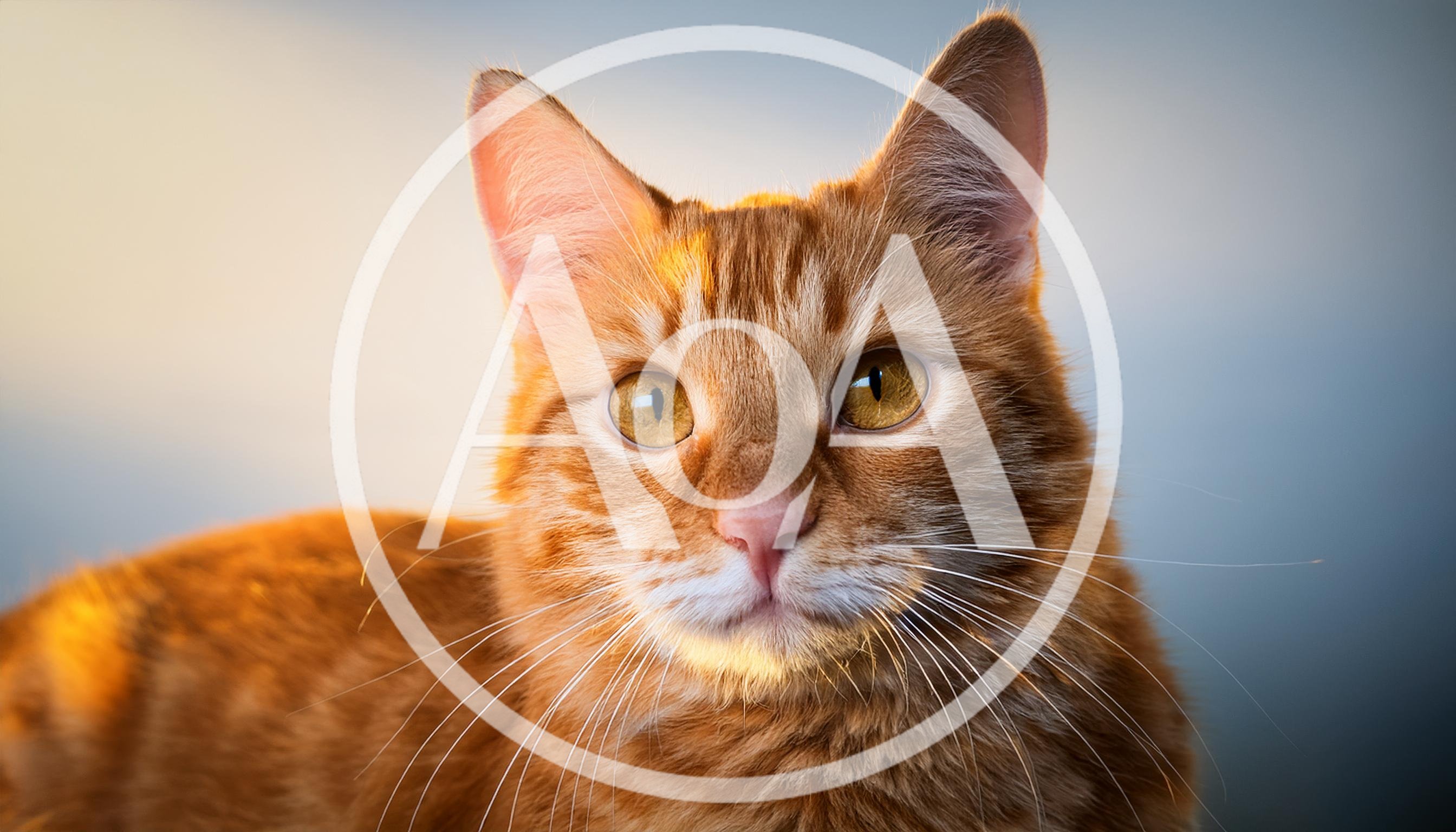 Portrait Of A Ginger Tabby Cat
