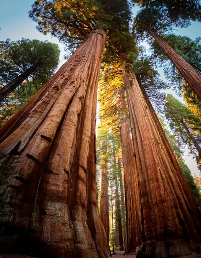 Giant Sequoia Trees In A California Forest