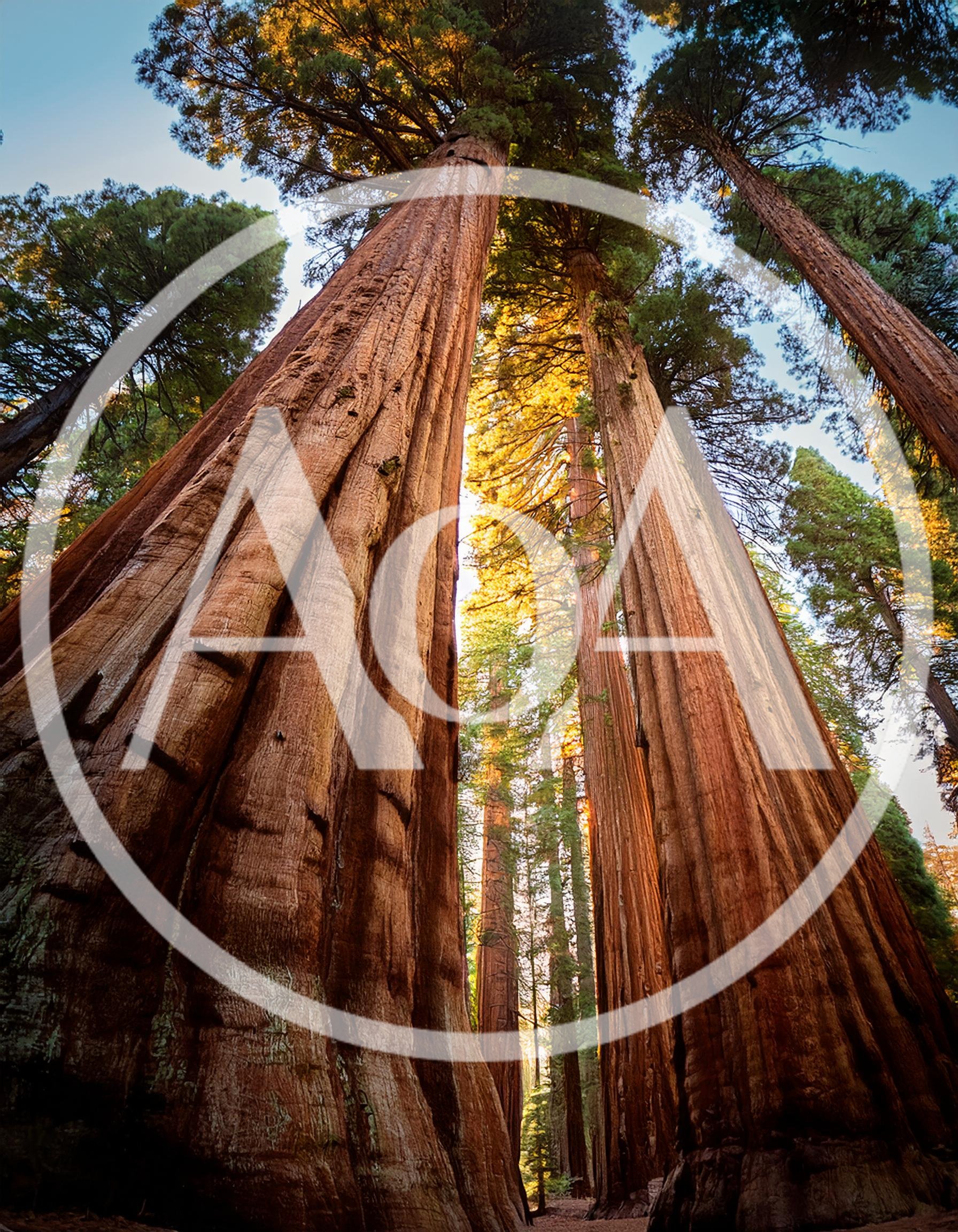 Giant Sequoia Trees In A California Forest