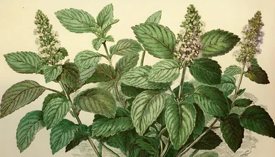 Botanical Illustration Of Peppermint Plant With Flowers