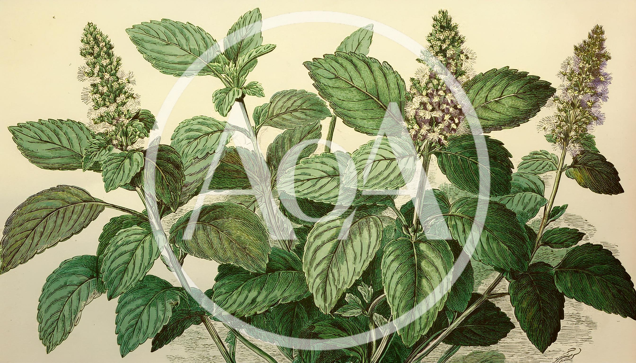 Botanical Illustration Of Peppermint Plant With Flowers