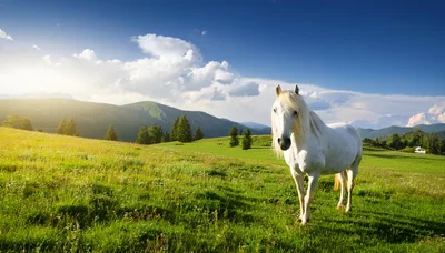 White Horse Standing In A Sunny Mountain Meadow