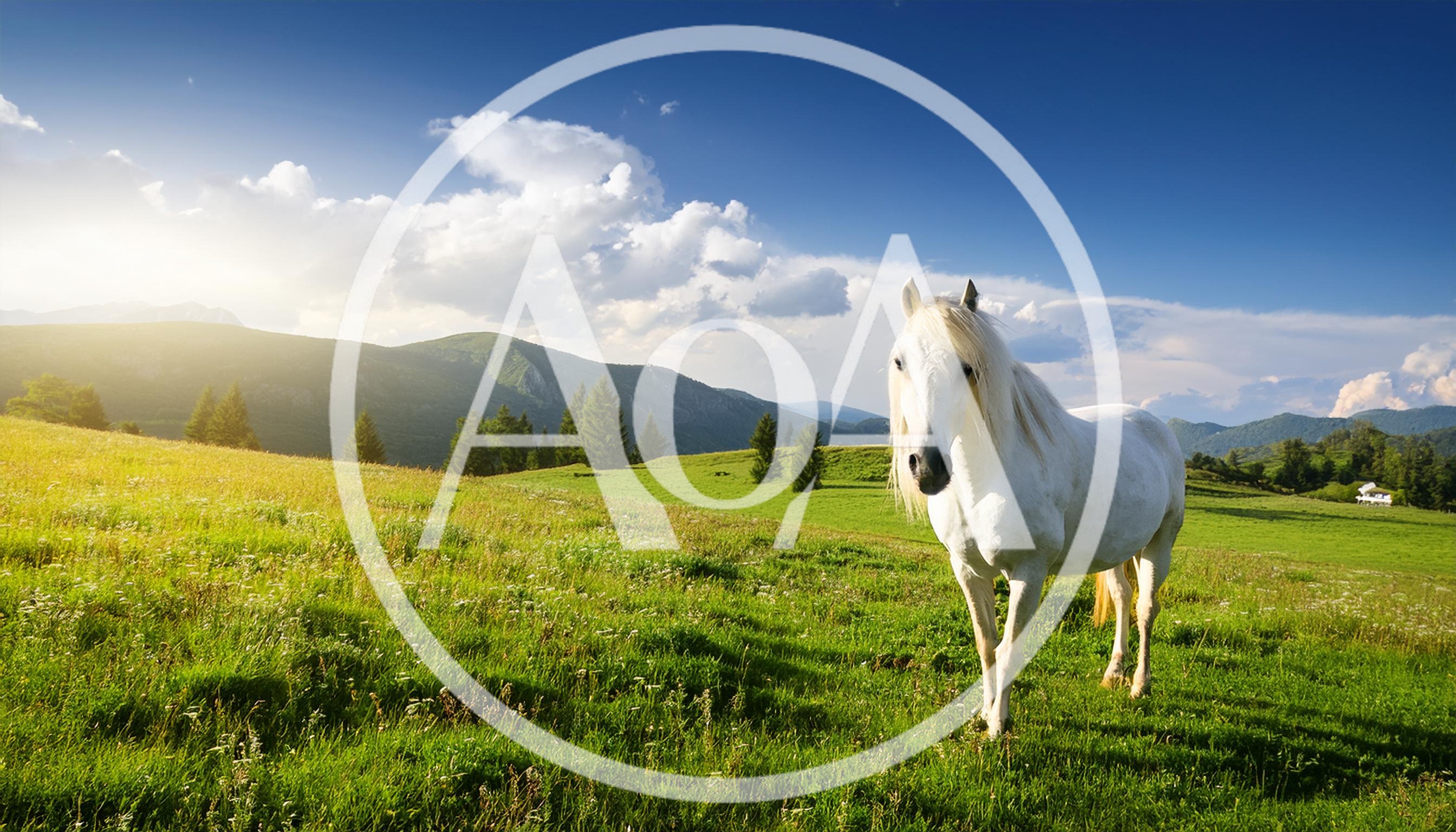 White Horse Standing In A Sunny Mountain Meadow