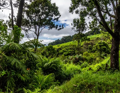Lush Tropical Rainforest Landscape With Dense Green Vegetation