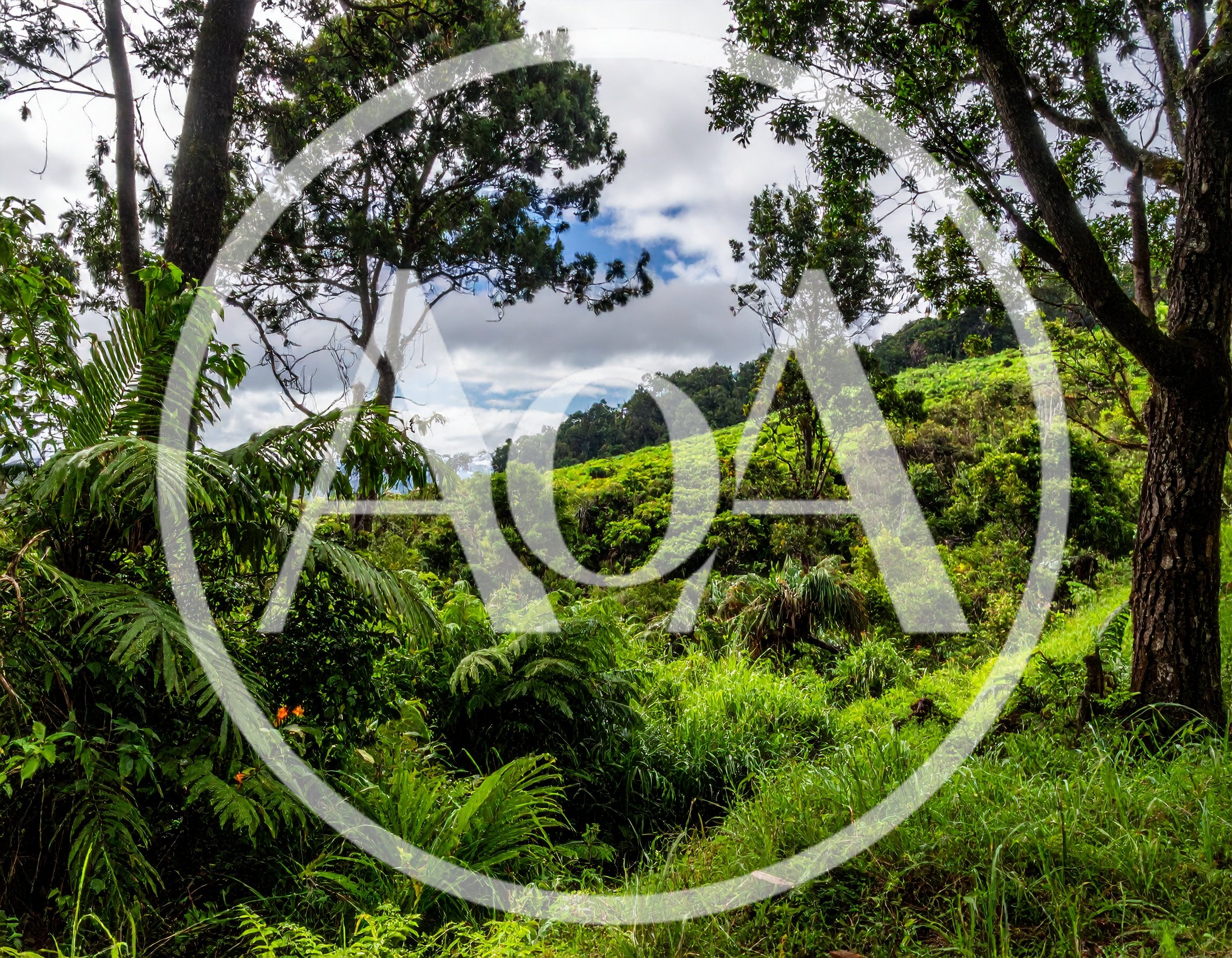 Lush Tropical Rainforest Landscape With Dense Green Vegetation