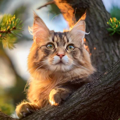 Maine Coon Cat Resting on a Tree Branch