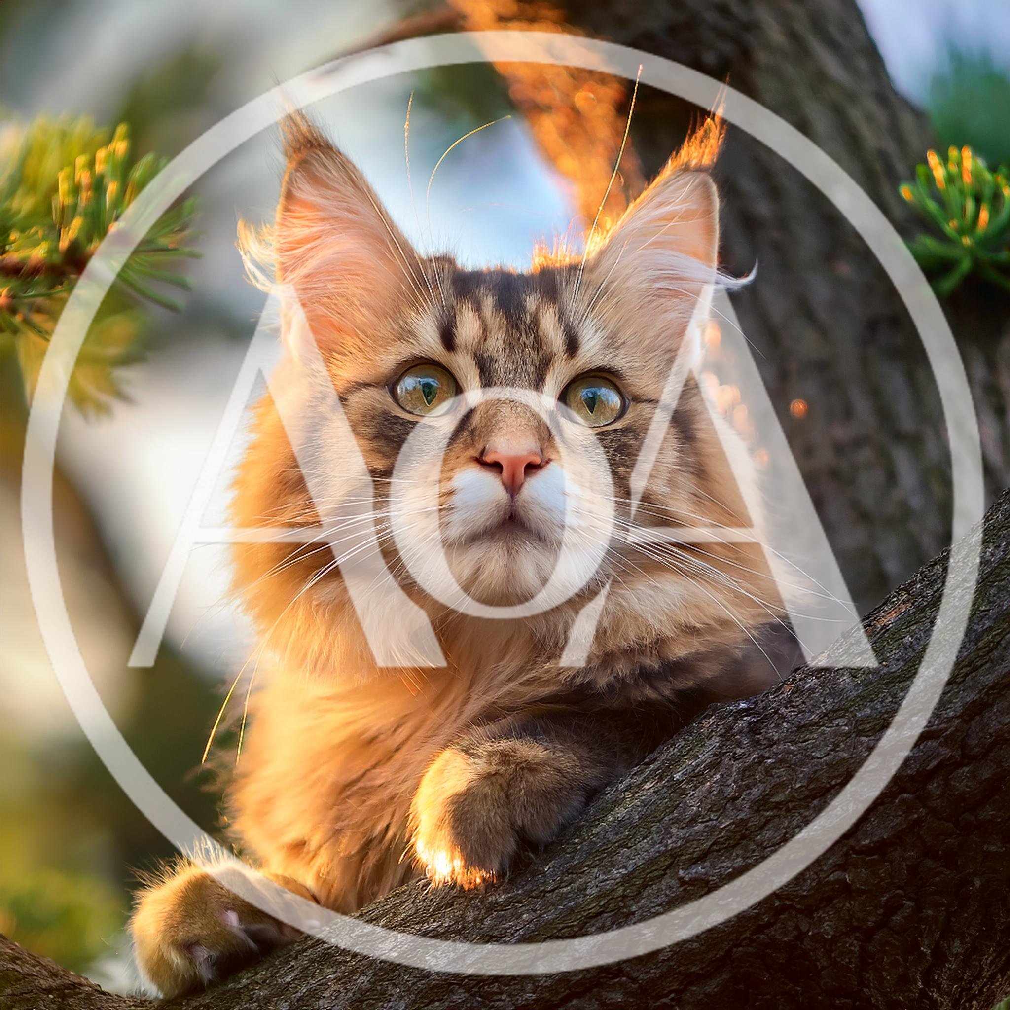 Maine Coon Cat Resting on a Tree Branch