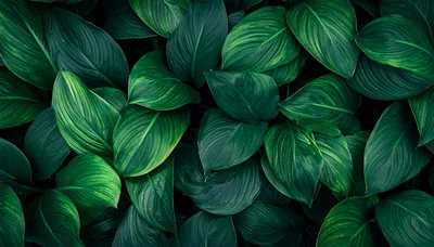 Lush Green Tropical Foliage Background