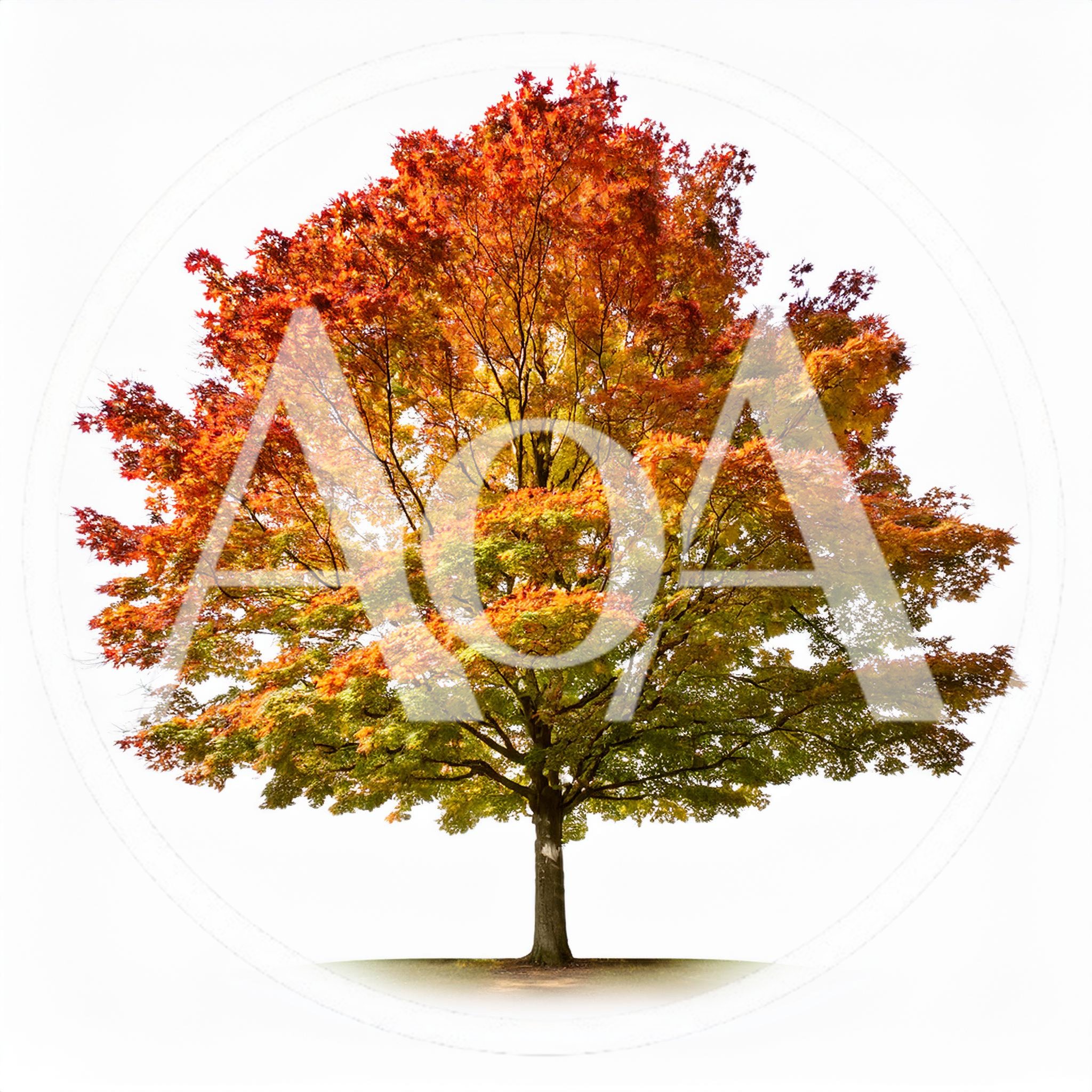 Autumn Maple Tree Isolated On White Background