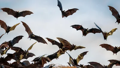 Large Colony Of Bats Flying In The Sky