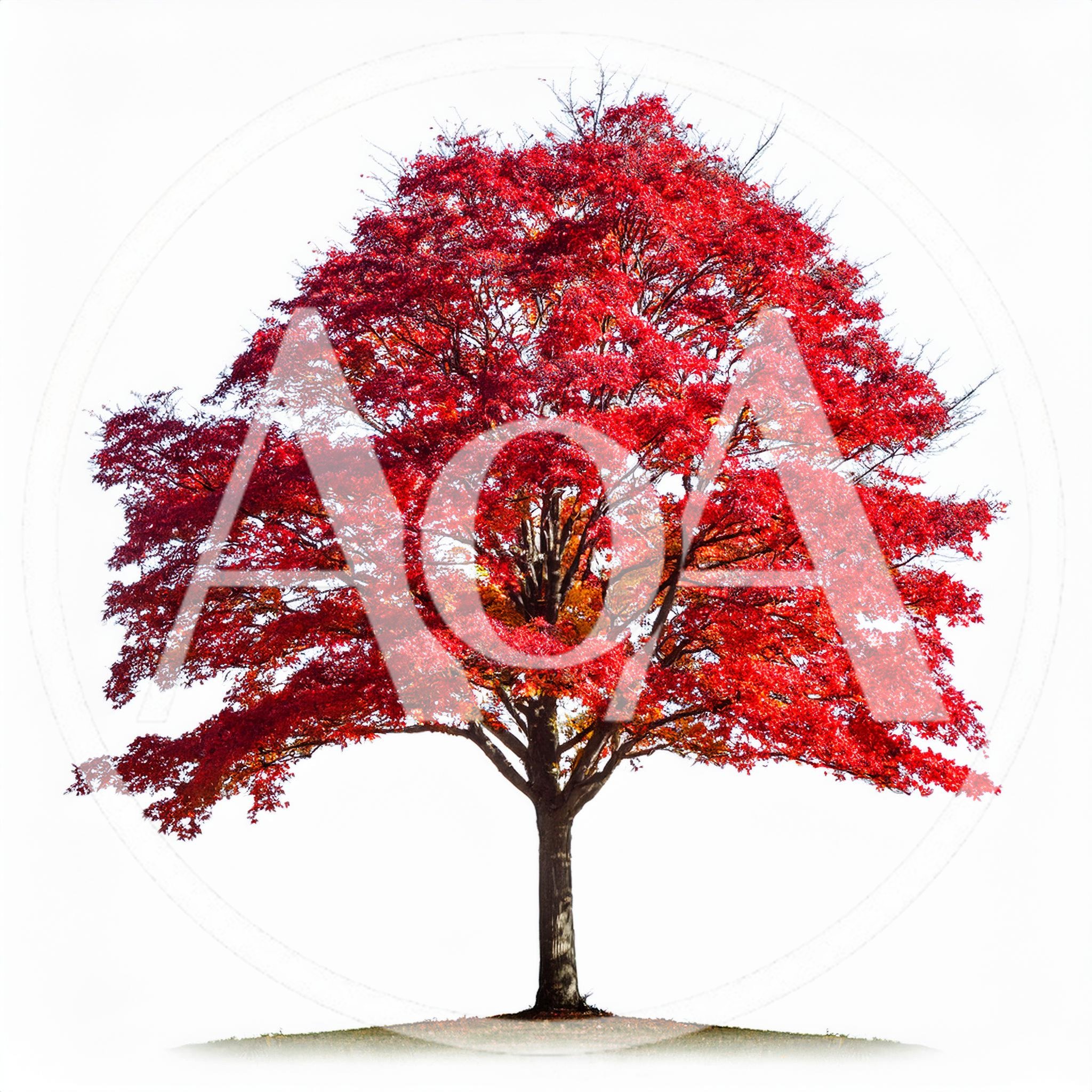 Vibrant Red Japanese Maple Tree Isolated On White