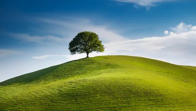 Solitary Oak Tree On A Rolling Green Hill