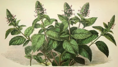 Vintage Botanical Illustration Of A Mint Plant