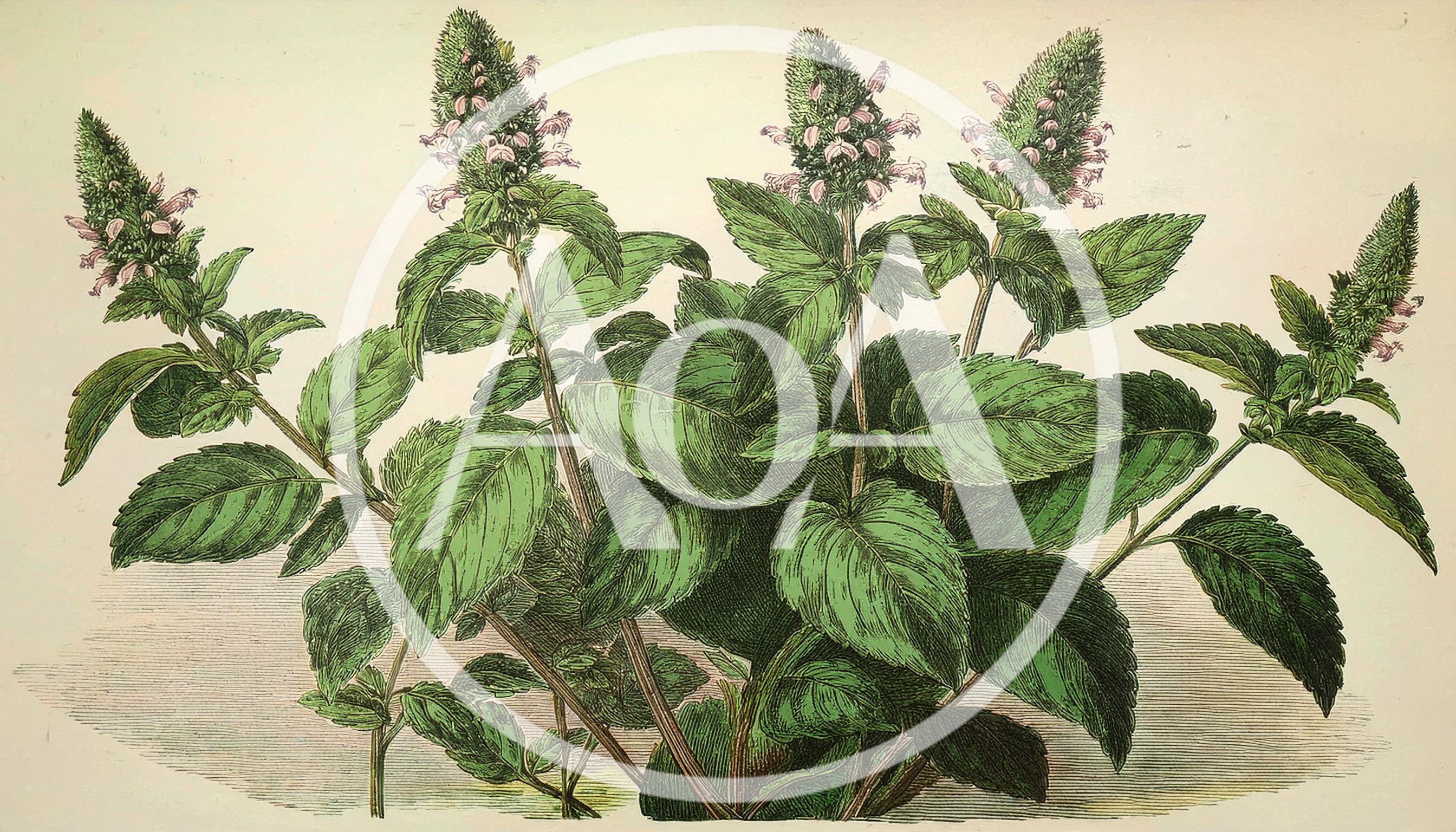 Vintage Botanical Illustration Of A Mint Plant