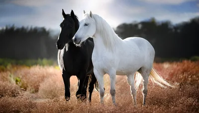 Black and White Horses Standing in Golden Field