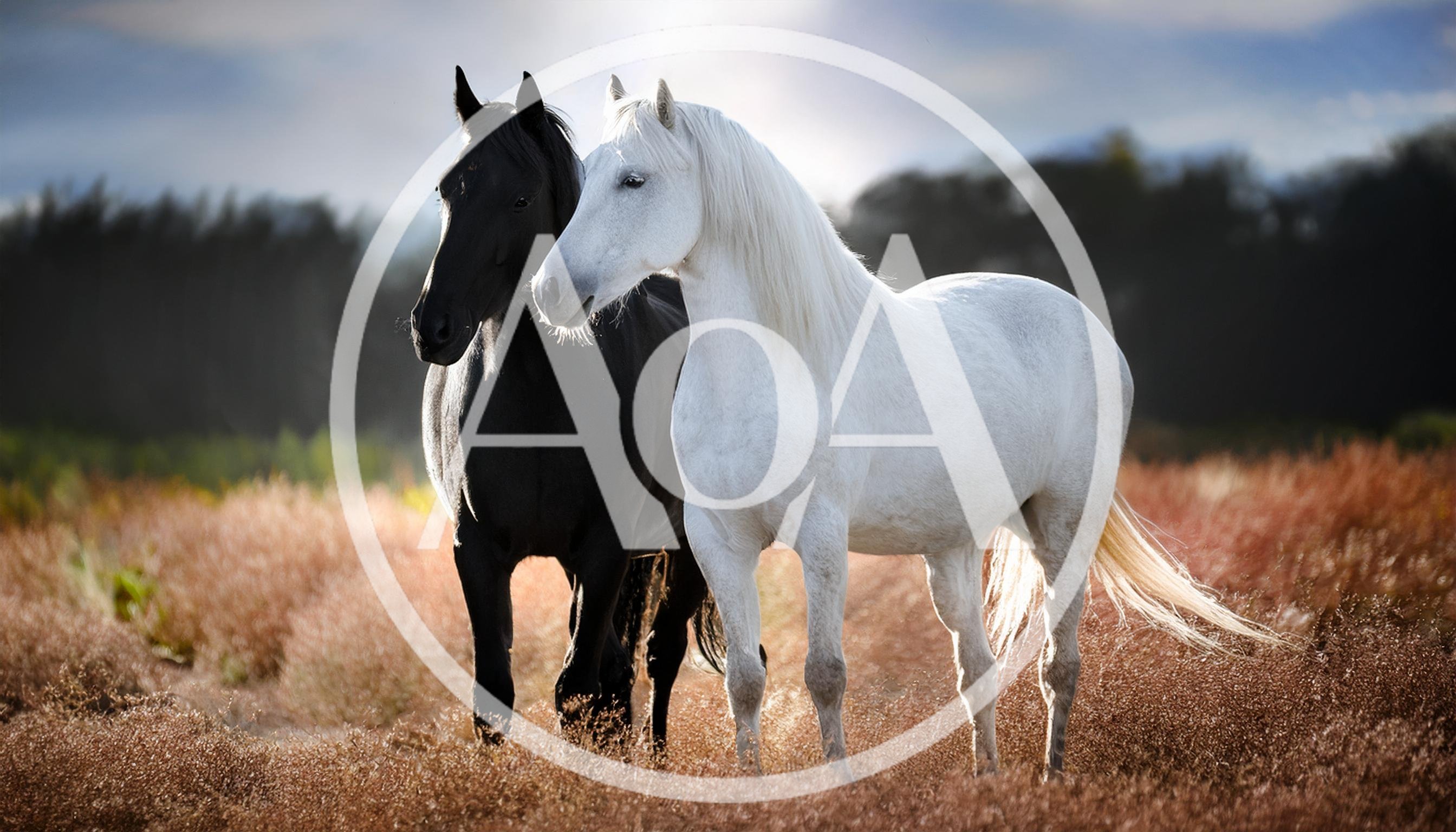 Black and White Horses Standing in Golden Field